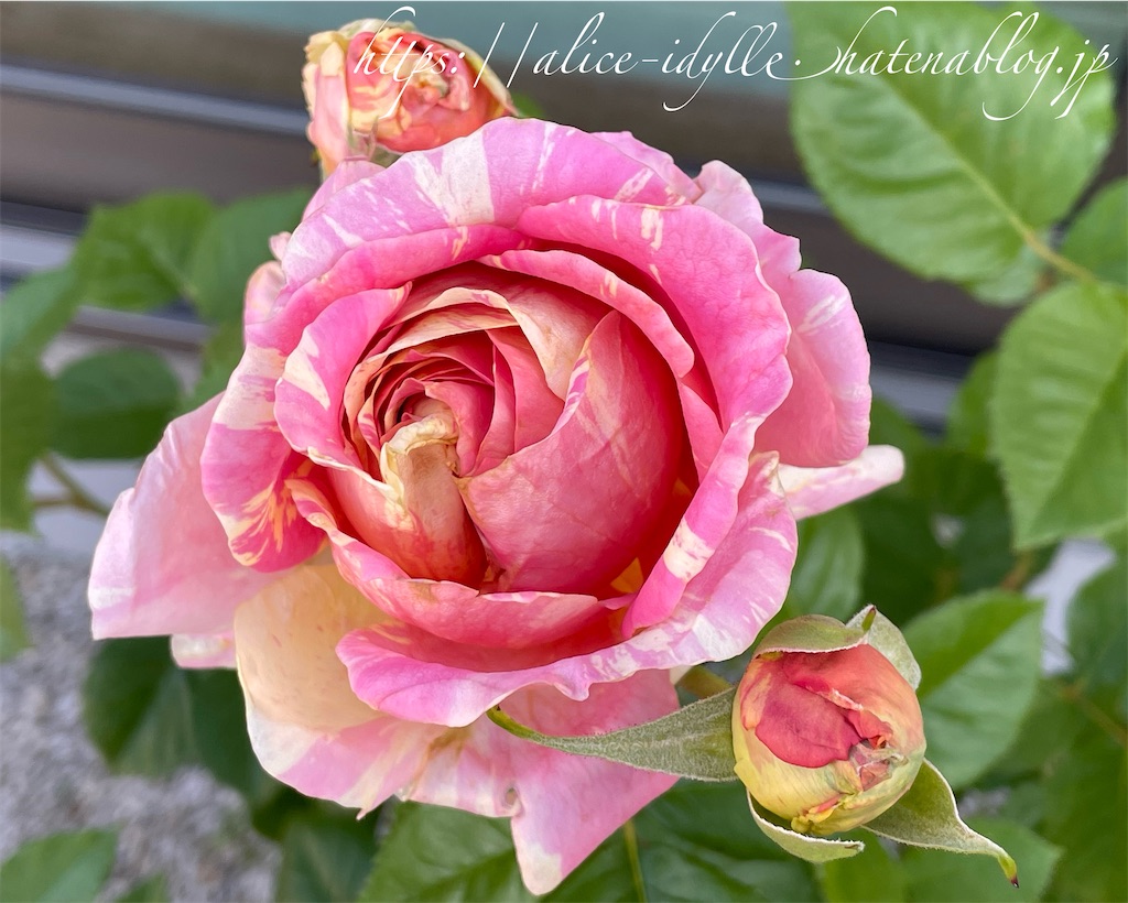 f:id:alice85:20230503140528j:image
