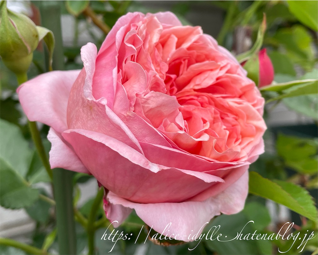 f:id:alice85:20230505203516j:image