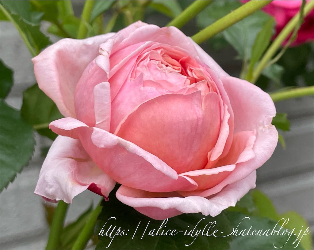 f:id:alice85:20230505203519j:image