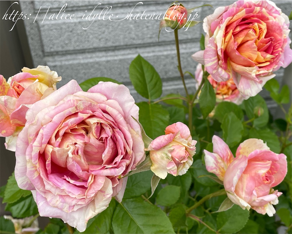 f:id:alice85:20230505203945j:image