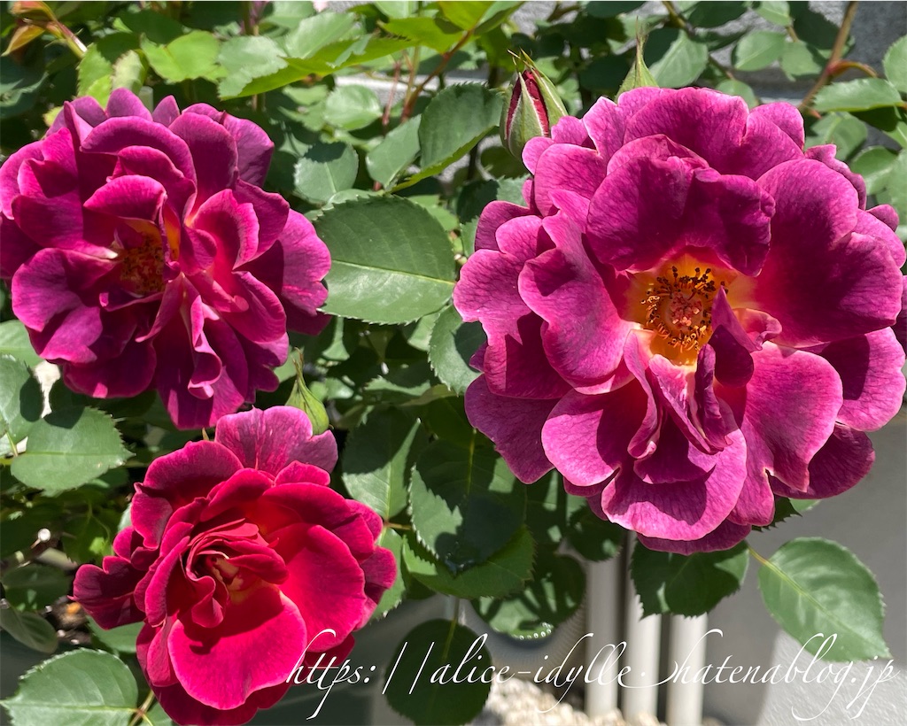 f:id:alice85:20230505203948j:image
