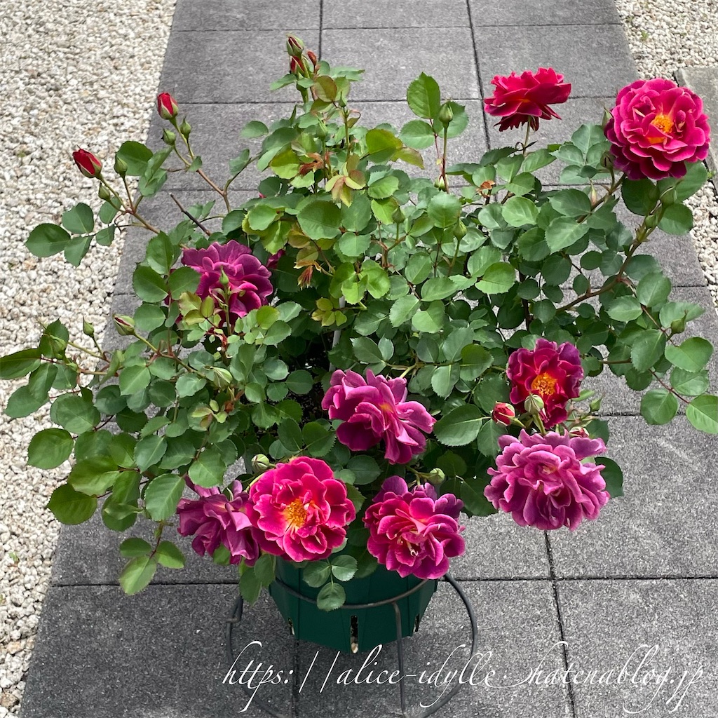 f:id:alice85:20230505203951j:image