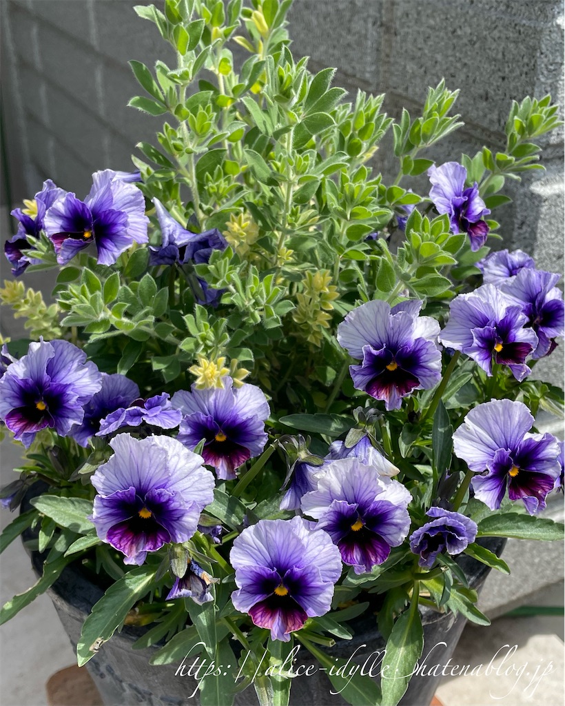 f:id:alice85:20230505204549j:image