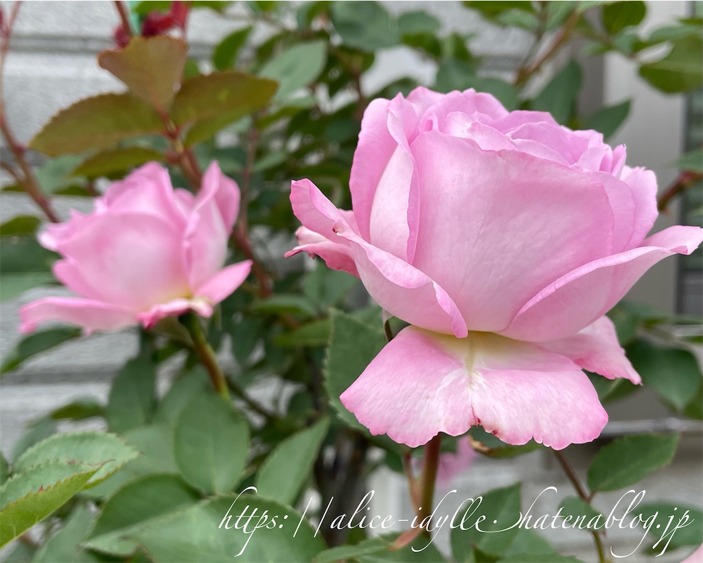 f:id:alice85:20230505224907j:image