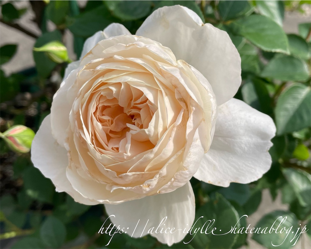 f:id:alice85:20230505224910j:image