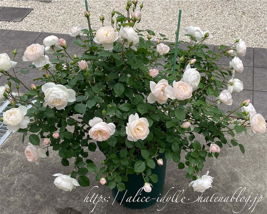 f:id:alice85:20230505224916j:image