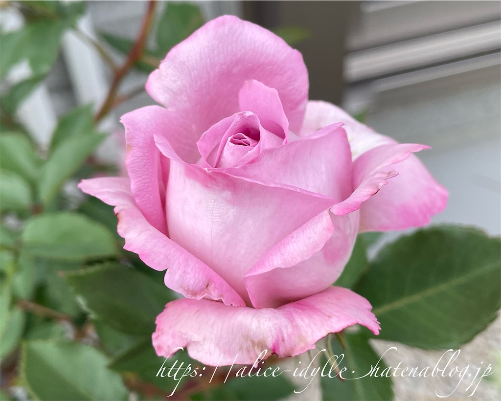f:id:alice85:20230505224919j:image