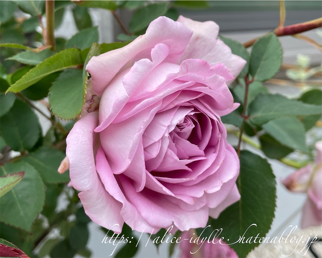 f:id:alice85:20230505224921j:image