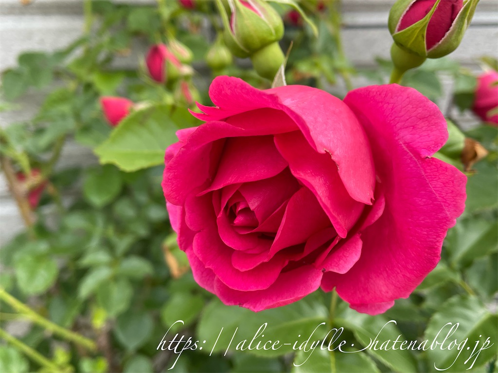 f:id:alice85:20230505233602j:image