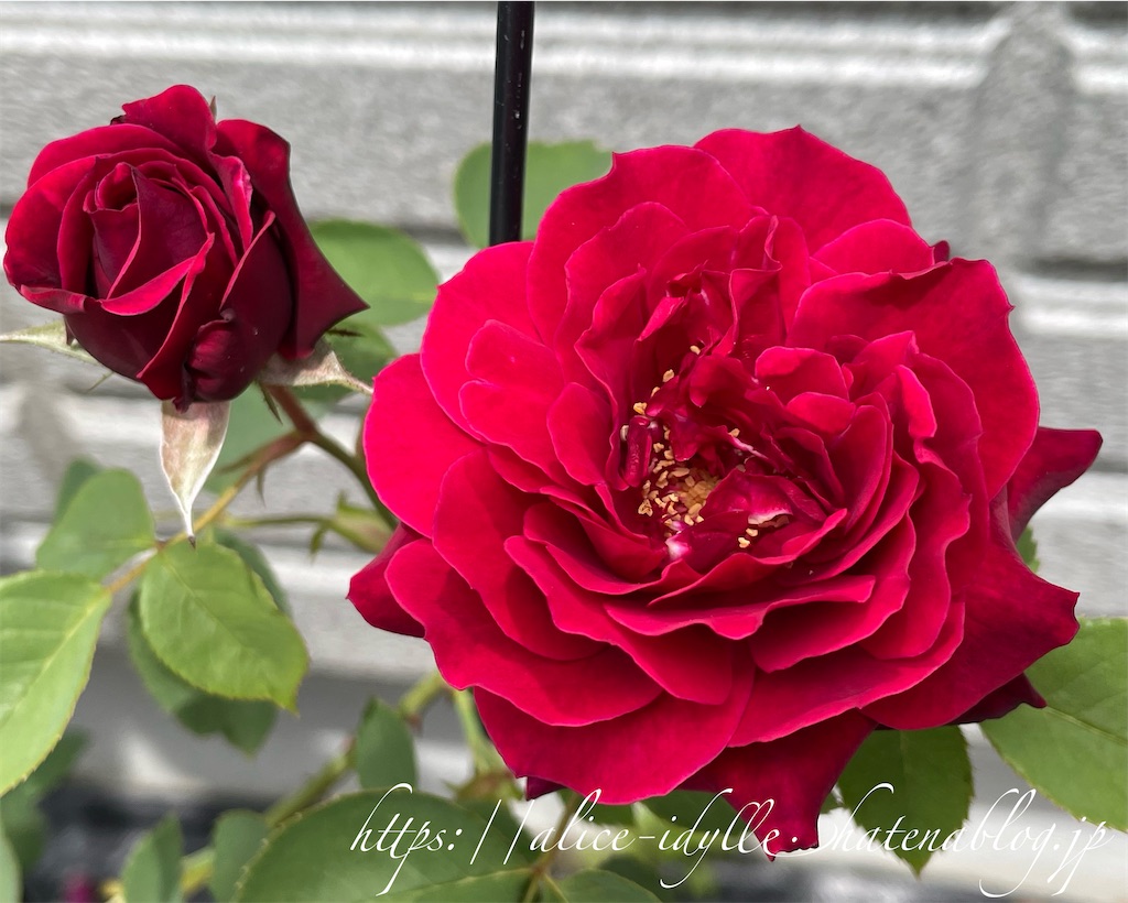 f:id:alice85:20230505234334j:image