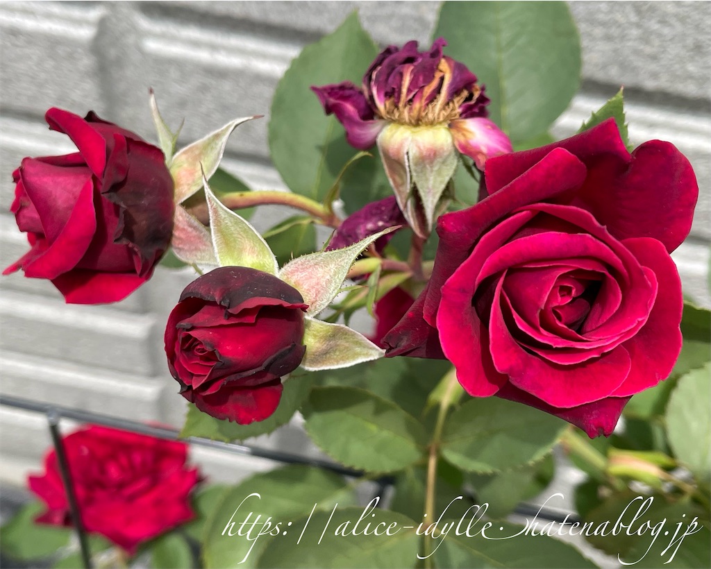 f:id:alice85:20230505234340j:image
