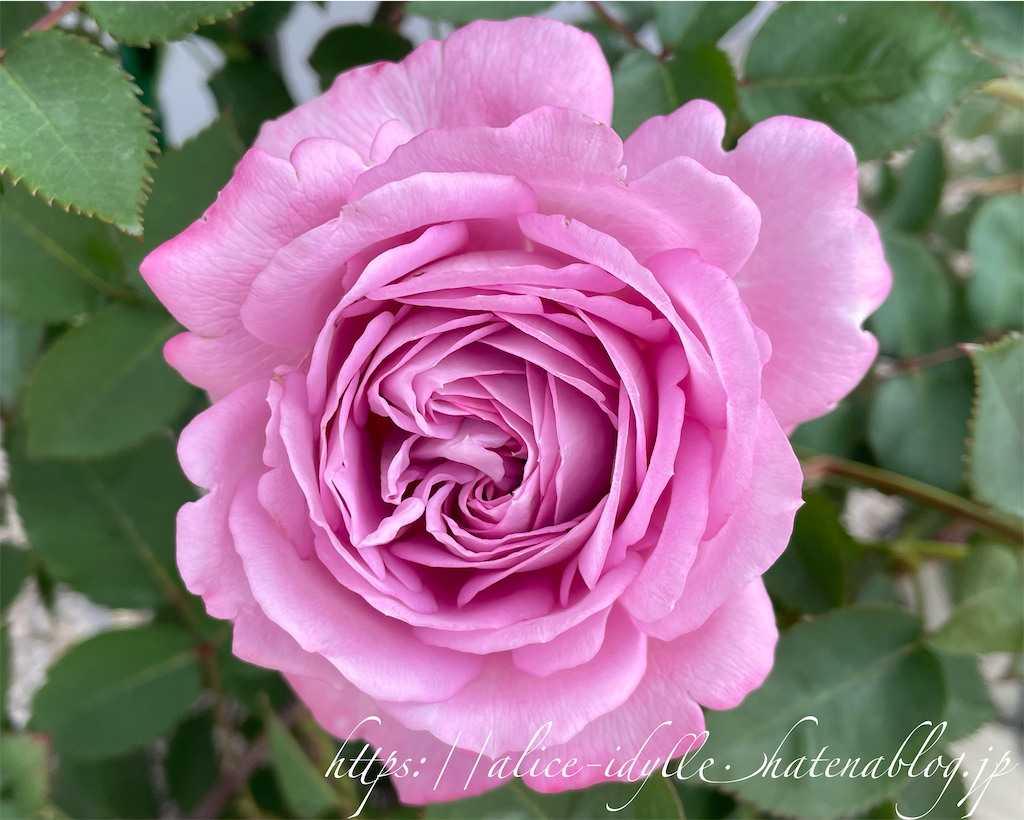 f:id:alice85:20230506190122p:image