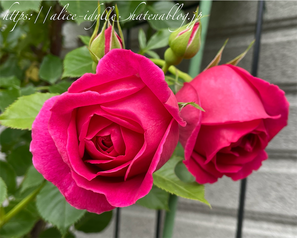 f:id:alice85:20230506190206p:image