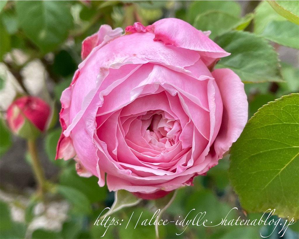 f:id:alice85:20230506190540j:image