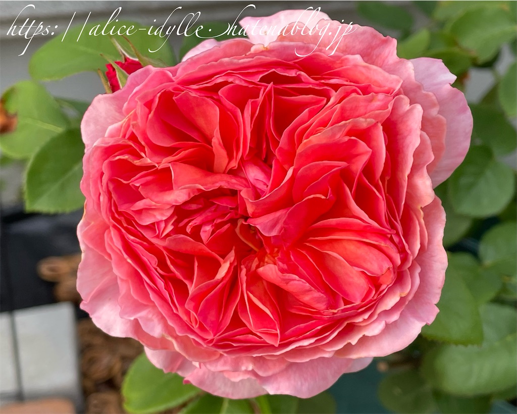 f:id:alice85:20230513162909j:image