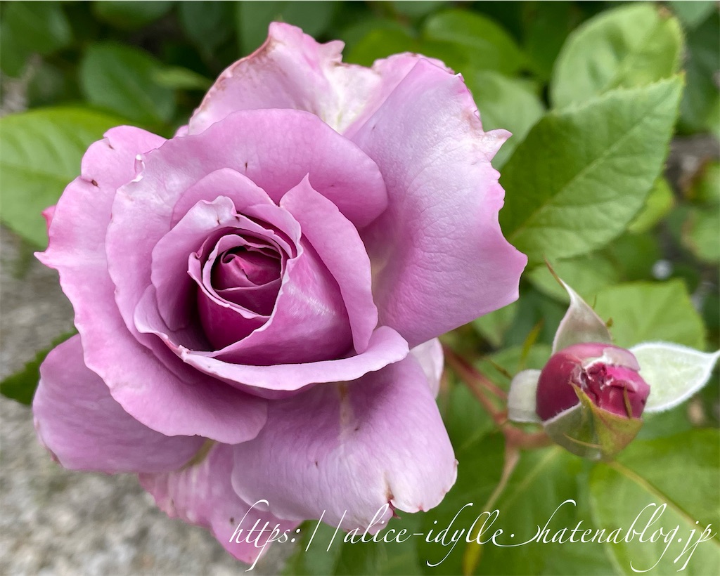 f:id:alice85:20230513162912j:image