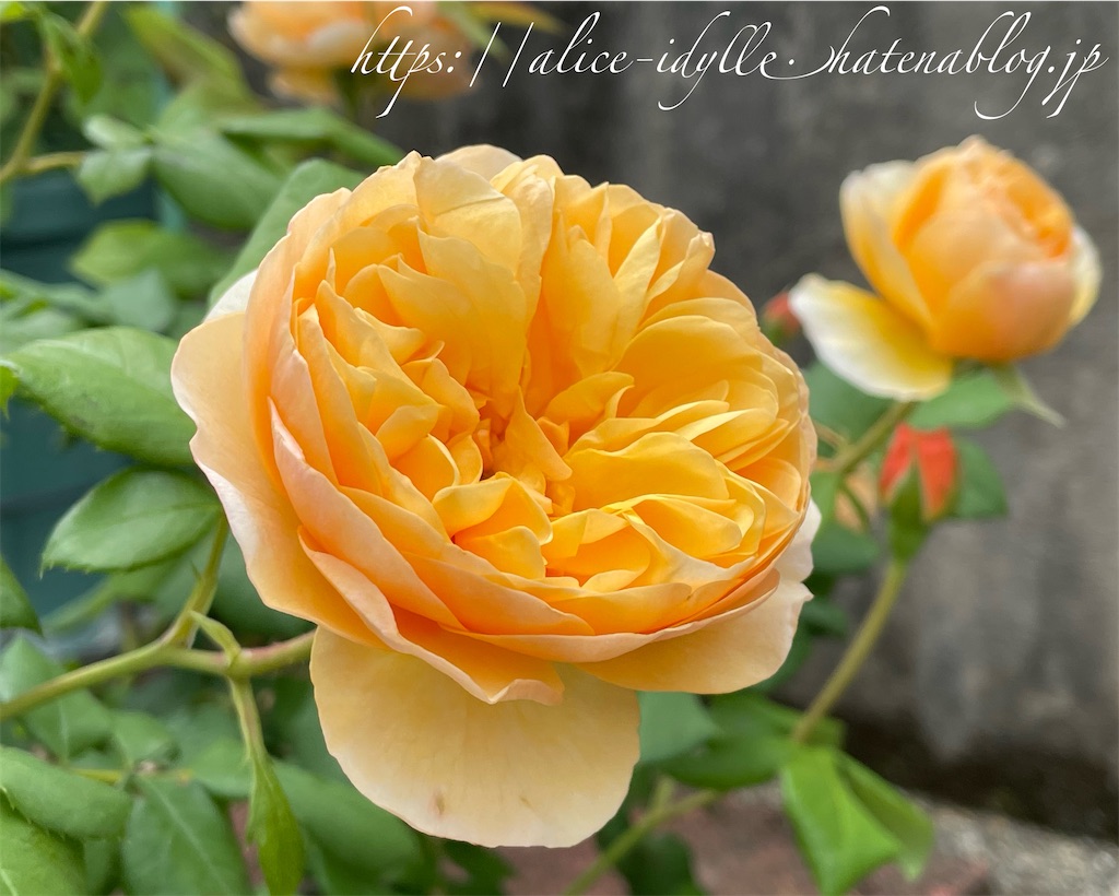 f:id:alice85:20230513162915j:image