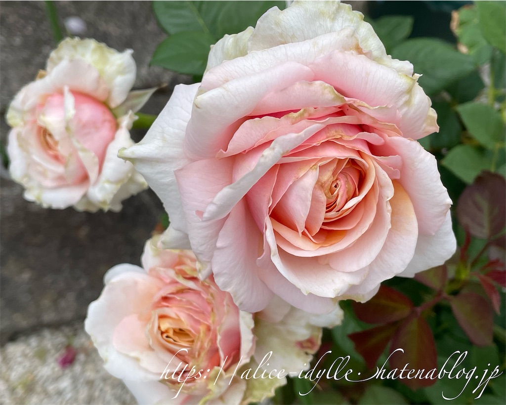 f:id:alice85:20230513162924j:image