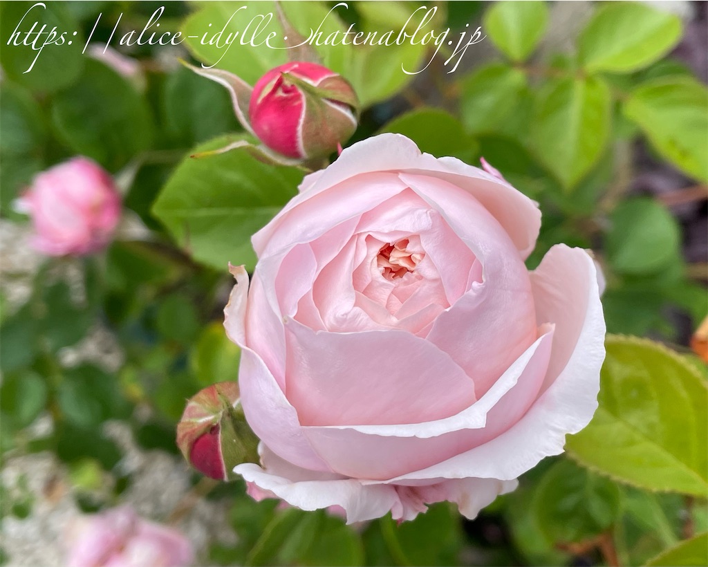 f:id:alice85:20230513162927j:image