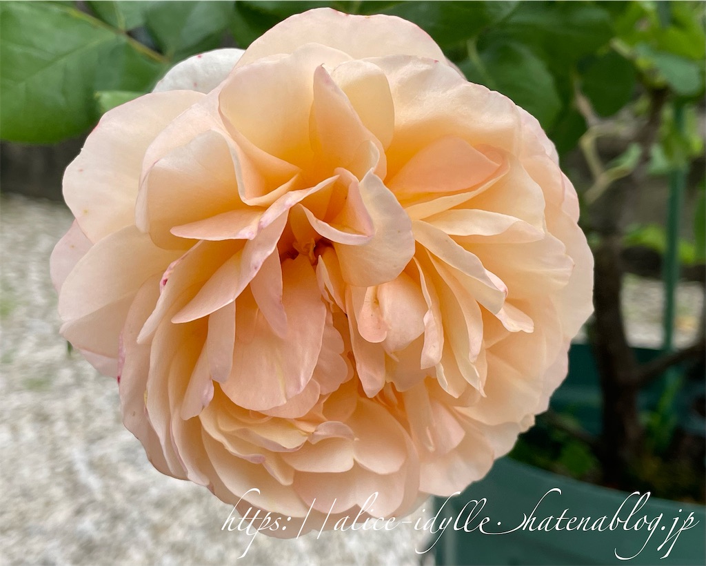 f:id:alice85:20230513162933j:image