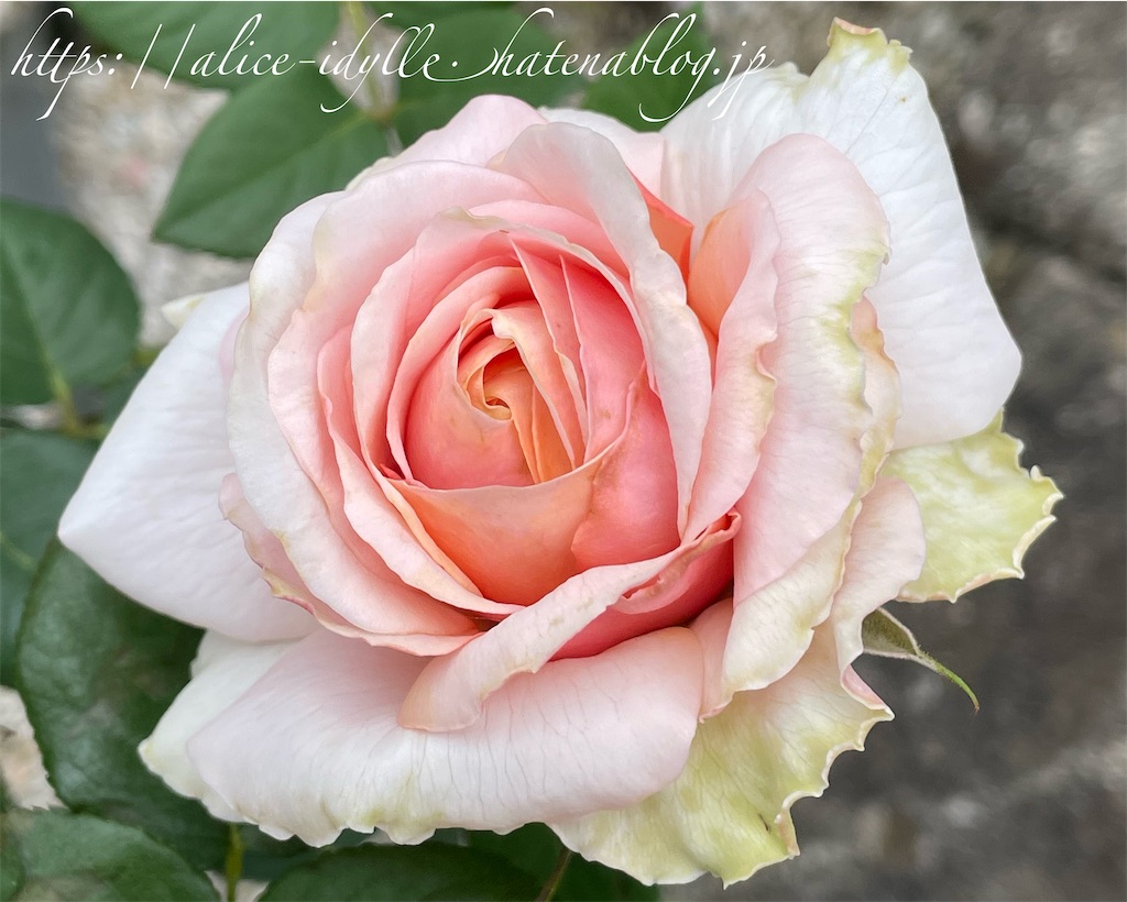 f:id:alice85:20230513162936j:image