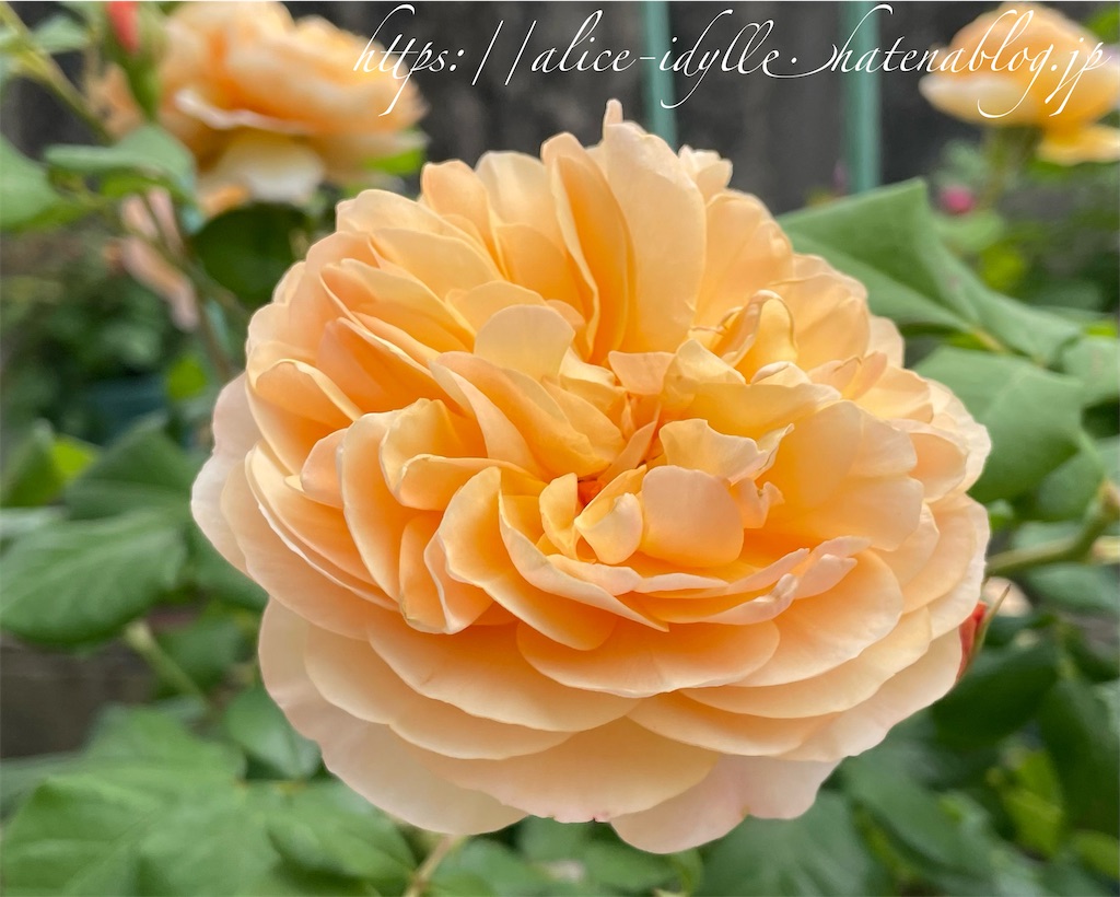 f:id:alice85:20230513172922j:image