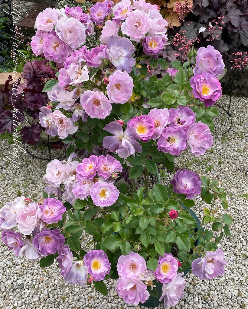 f:id:alice85:20230513174658j:image