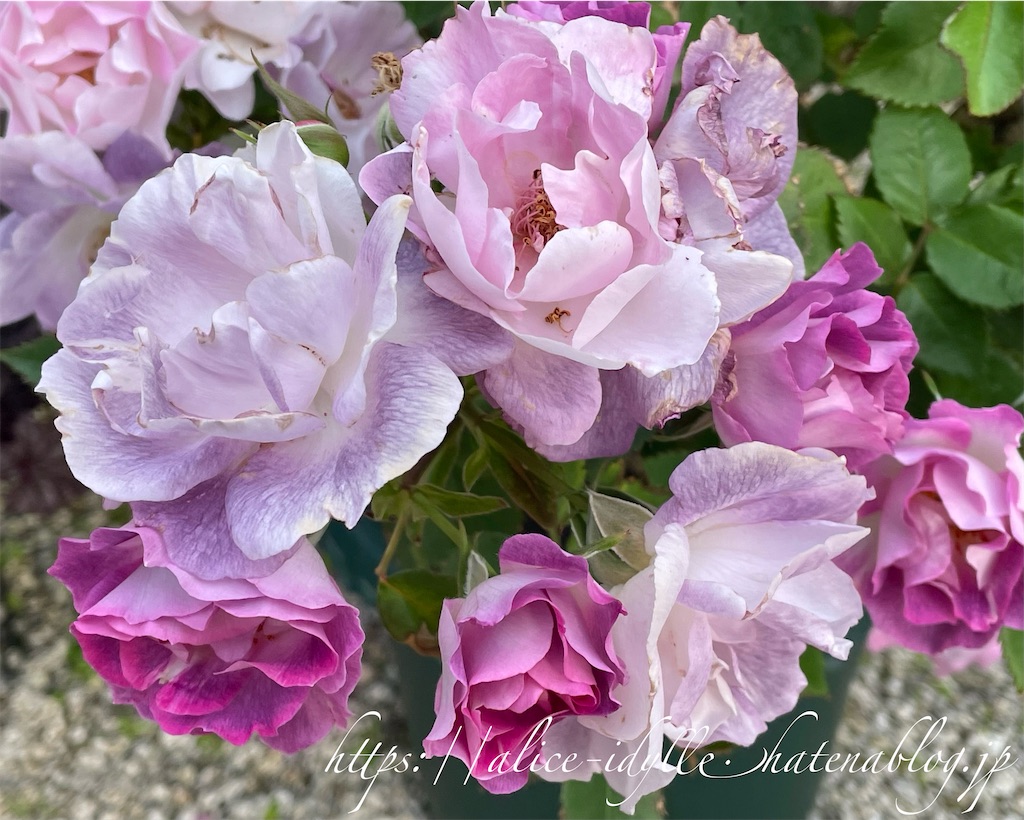 f:id:alice85:20230513174701j:image