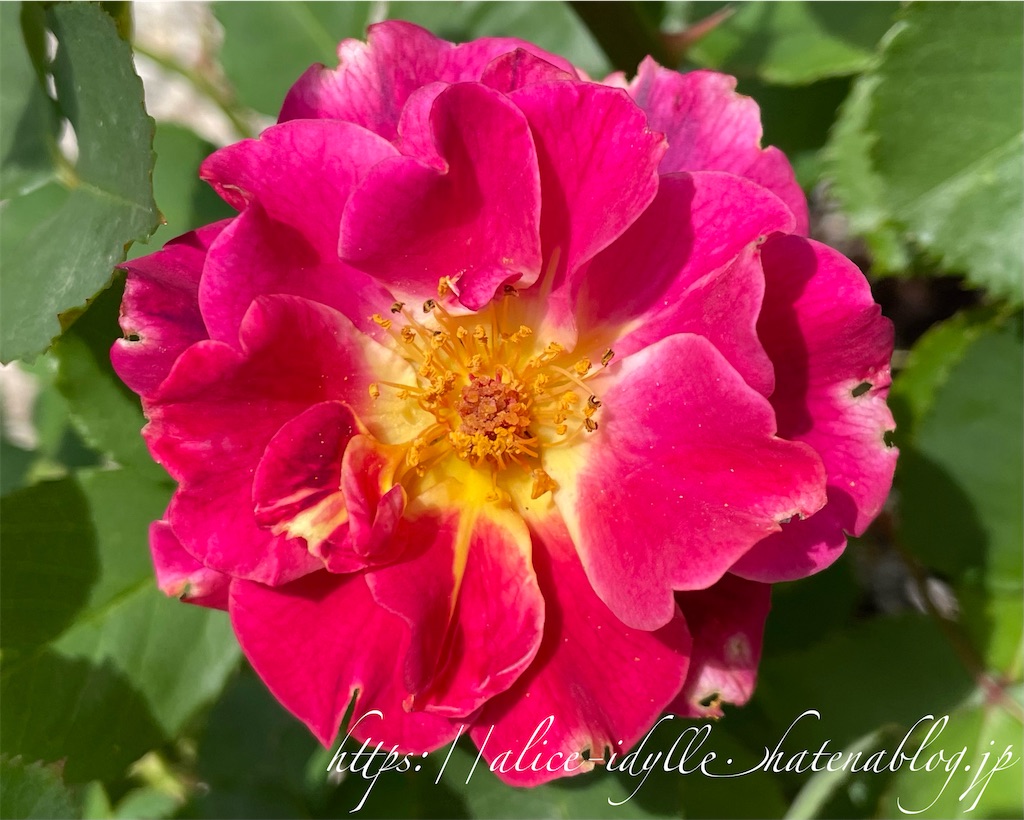 f:id:alice85:20230630203535j:image