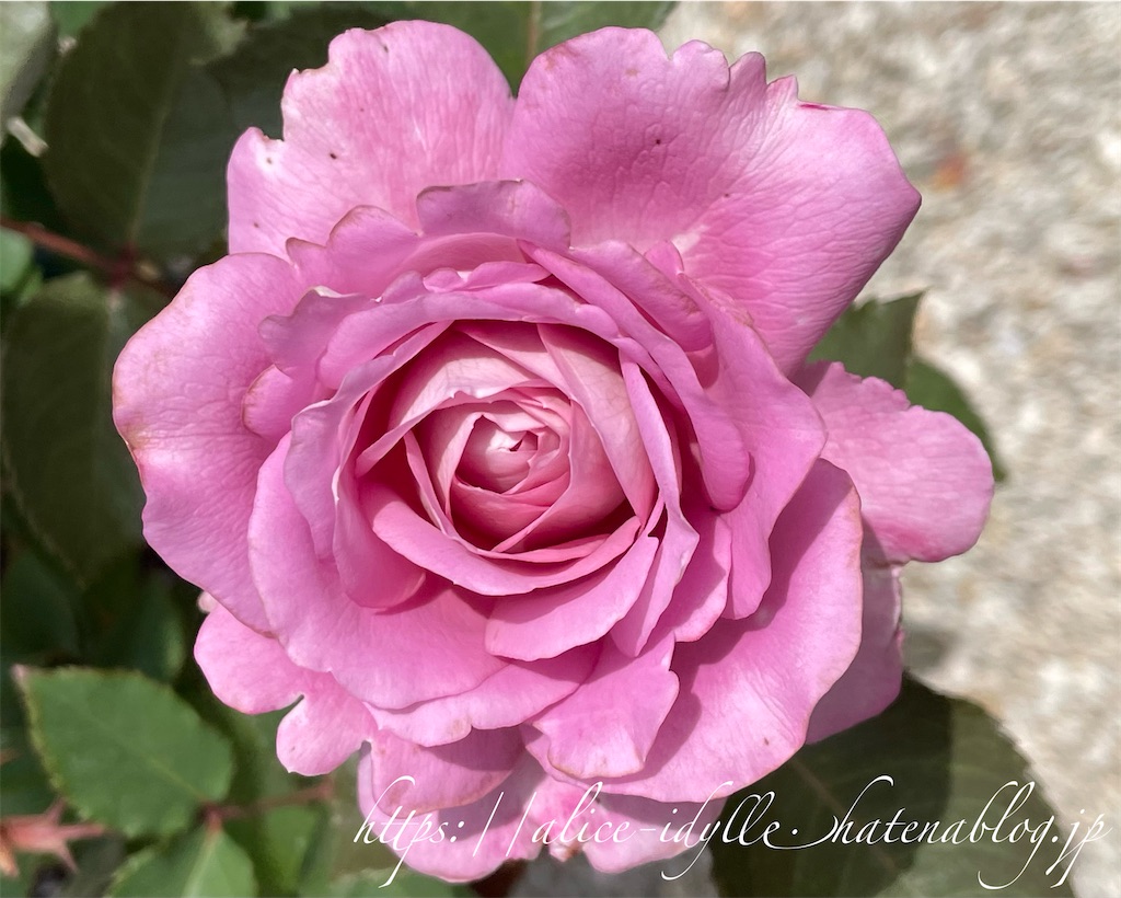 f:id:alice85:20230630203538j:image