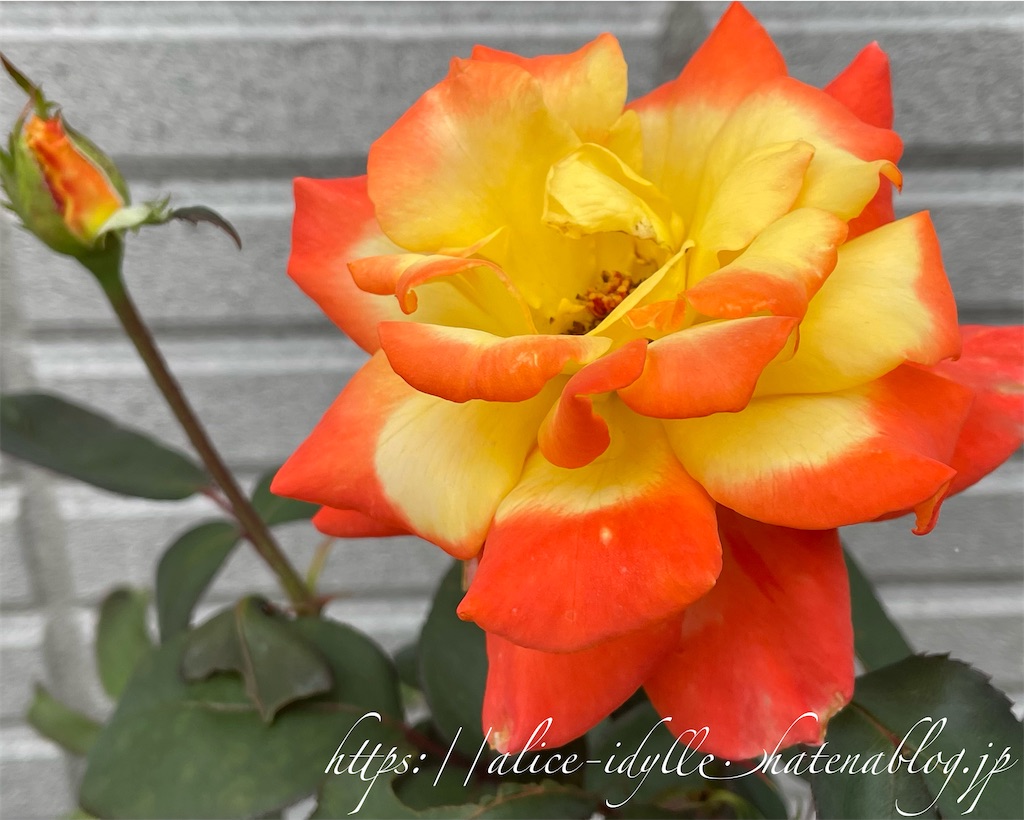 f:id:alice85:20230630203544j:image