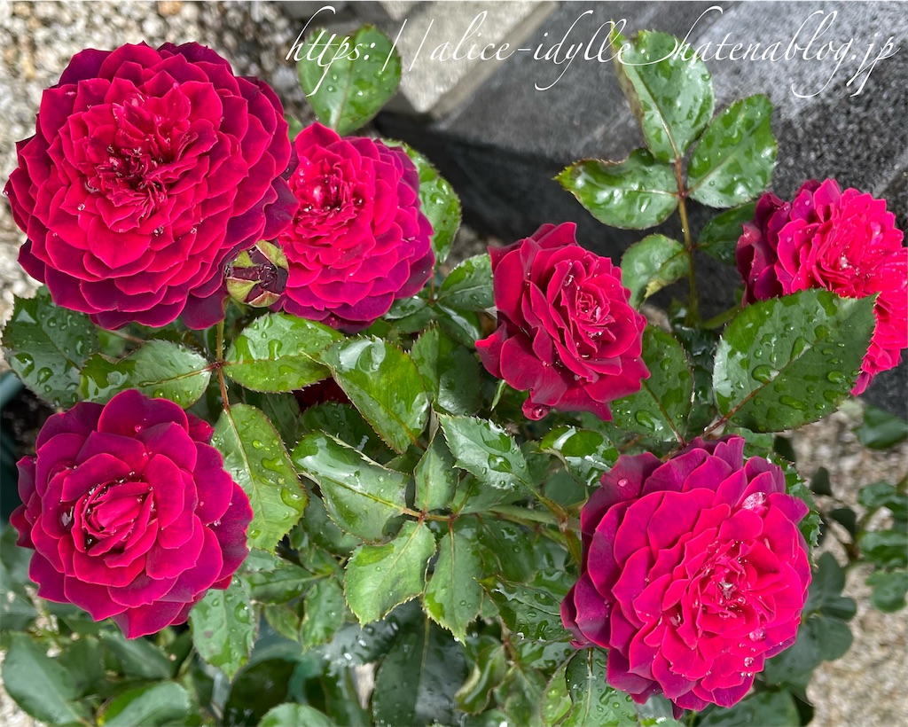 f:id:alice85:20230630203548j:image