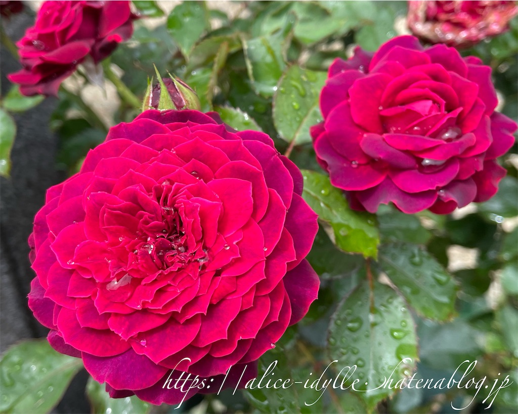 f:id:alice85:20230630203551j:image