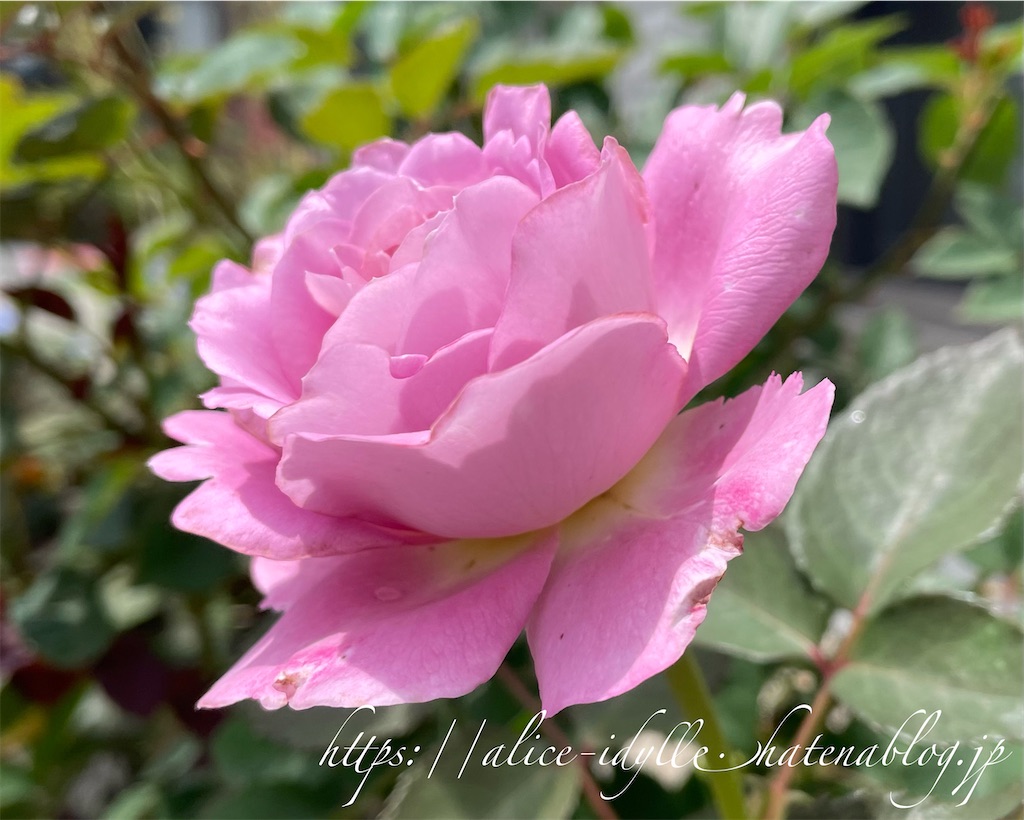 f:id:alice85:20230630203557j:image