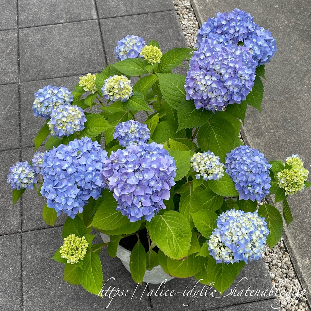f:id:alice85:20230630203600j:image