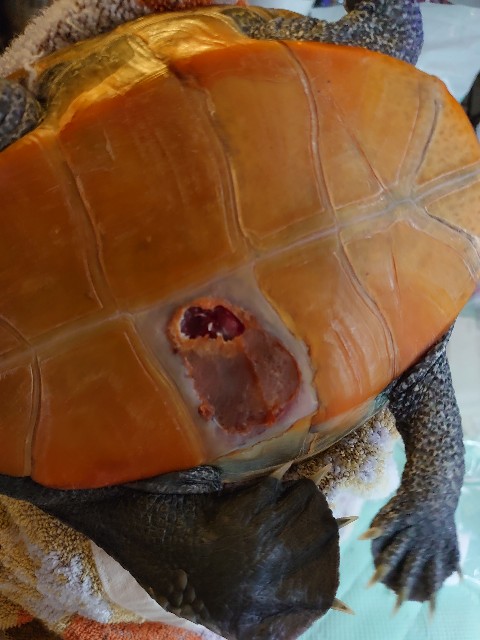 亀の病気 傷の写真あるので 閲覧注意 です 亀と暮らす