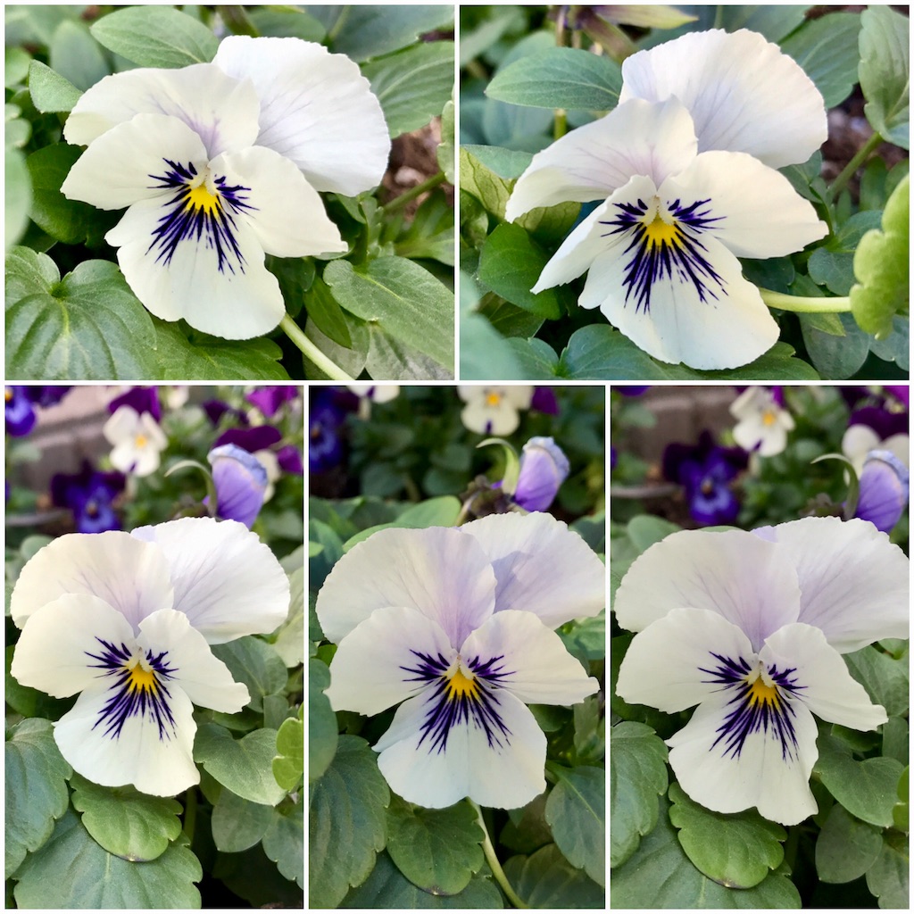 f:id:alichen:20171223093249j:image