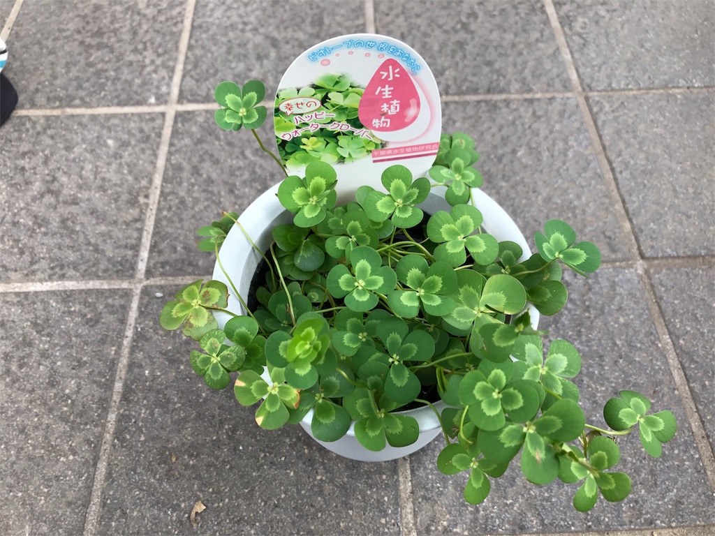 f:id:alichen:20180712083745j:image