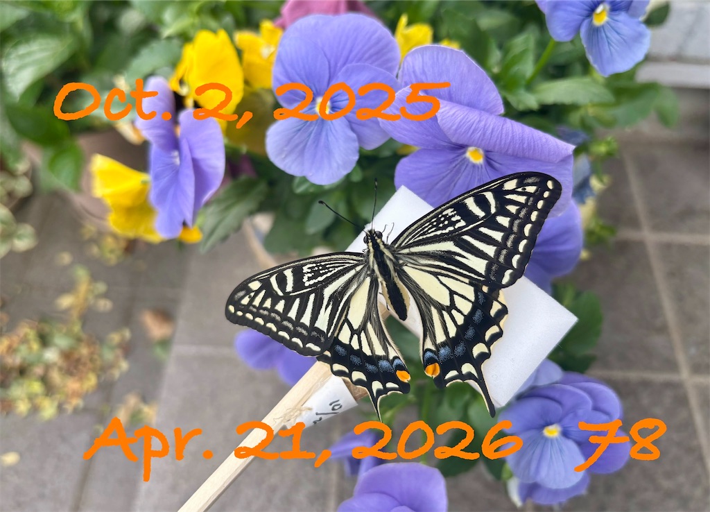 f:id:alichen:20260501094013j:image
