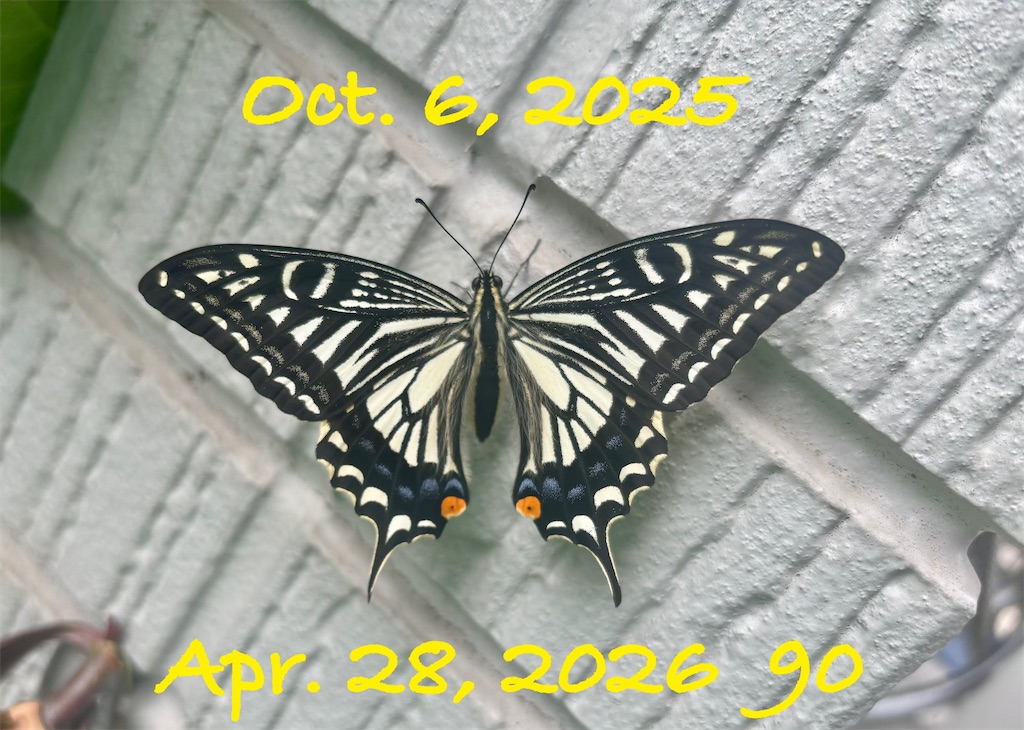 f:id:alichen:20260501094020j:image