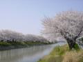 [風景][植物]桜並木