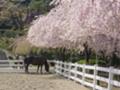 [風景][動物][植物]明治村 馬と桜