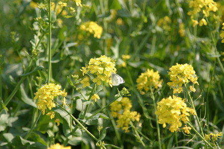 f:id:align_centre:20080406151909j:image:w240:right