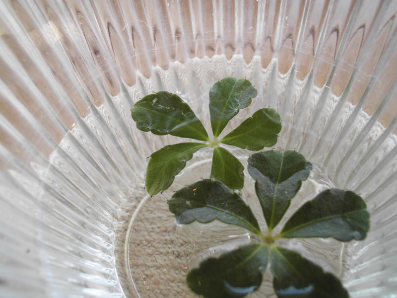 f:id:align_centre:20081228152744j:image:w240:right