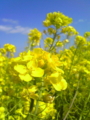 [風景][植物]菜の花