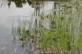 [風景][植物]ブルーボネット(名古屋港)にて