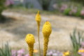 [風景][植物]ブルーボネット(名古屋港)にて