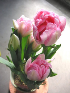 f:id:alinko:20090208100403j:image:w150:left
