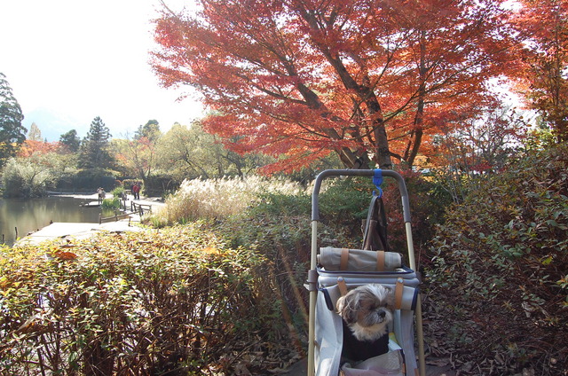 f:id:alittleact:20071115172900j:image