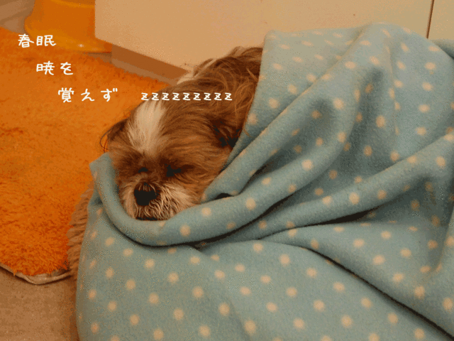 f:id:alittleact:20080331164457g:image